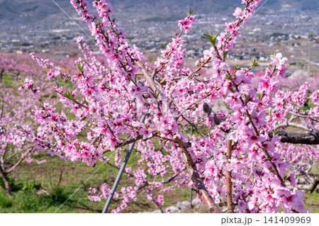 甲府盆地を望む満開の桃の花園と春の風景 甲府盆地を望む満開の桃の花園と春の風景 141409969