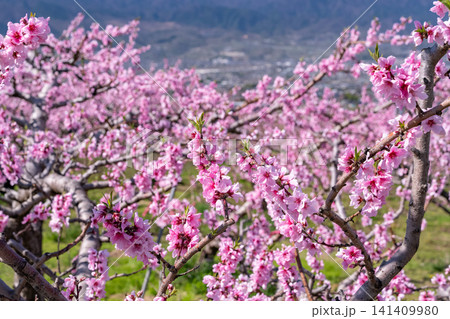 甲府盆地を望む満開の桃の花園と春の風景 甲府盆地を望む満開の桃の花園と春の風景 141409980
