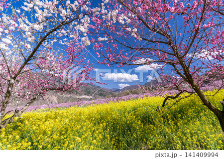 甲府盆地を望む満開の桃の花園と春の風景 甲府盆地を望む満開の桃の花園と春の風景 141409994