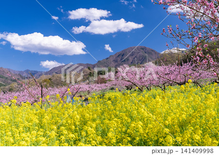 甲府盆地を望む満開の桃の花園と春の風景 甲府盆地を望む満開の桃の花園と春の風景 141409998