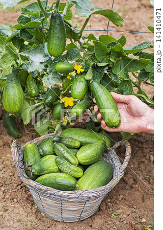 Cucumber harvest 141410471