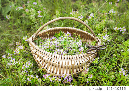 Thyme Thyme 141410516