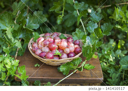 Gooseberry 141410517