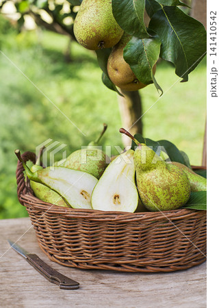 Pears harvest Pears harvest 141410542