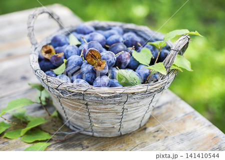 Plums harvest Plums harvest 141410544