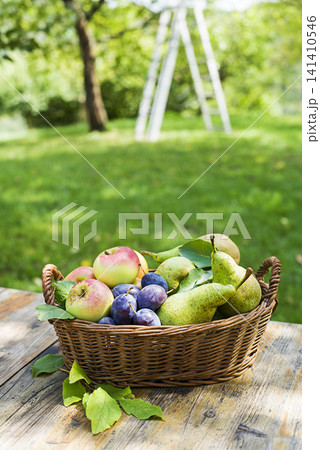 Fruit basket harvest Fruit basket harvest 141410546