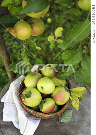 Apples harvest 141410561