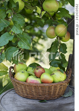 Apples harvest Apples harvest 141410562