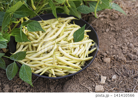 String beans 141410566
