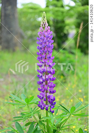 まっすぐ伸びるルピナスの花穂と美しいつぼみのクローズアップ 高野花見山 福島県いわき市 まっすぐ伸びるルピナスの花穂と美しいつぼみのクローズアップ 高野花見山 福島県いわき市 141410620