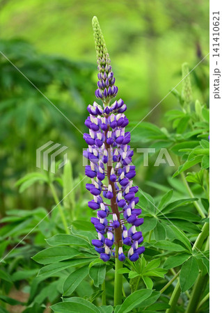 新緑に映えるルピナスの花穂と美しいつぼみのクローズアップ 高野花見山 福島県いわき市 141410621