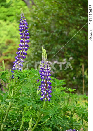自然のままにのびのびと育つ蕾のルピナスの群生 高野花見山 福島県いわき市春の風景 141410622