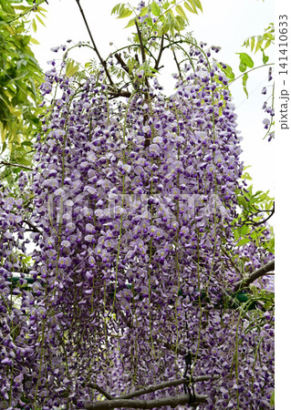 見事に垂れ下がる満開の藤の花房クローズアップ 高野花見山の藤棚 福島県いわき市 見事に垂れ下がる満開の藤の花房クローズアップ 高野花見山の藤棚 福島県いわき市 141410633