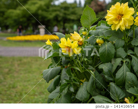 公園に咲く黄色い花 公園に咲く黄色い花 141410654
