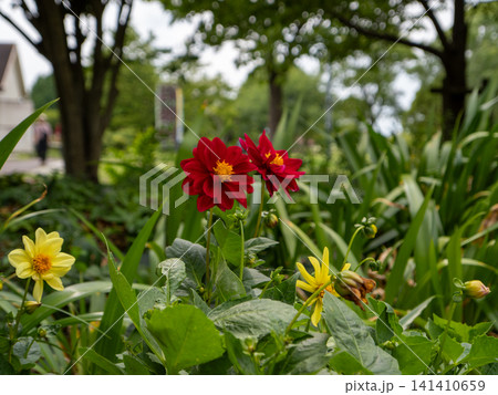 赤い花と黄色い花が彩る公園の花壇のクローズアップ 赤い花と黄色い花が彩る公園の花壇のクローズアップ 141410659
