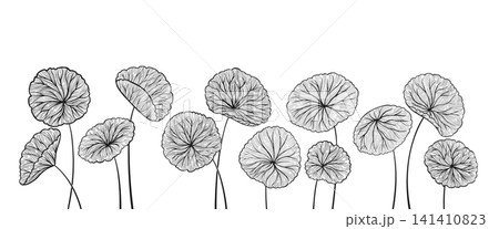 Hand drawn cartoon style set of Centella asiatica stems and leaves Gotu kola asiatic herb background 141410823