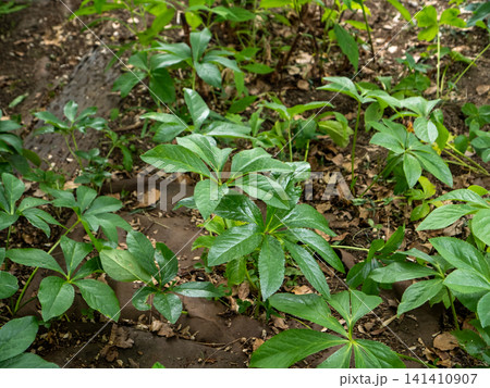 濃い緑の葉が広がる植物のクローズアップ写真 濃い緑の葉が広がる植物のクローズアップ写真 141410907