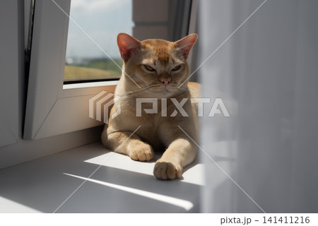 Relaxed ginger cat resting on sunny windowsill at home 141411216
