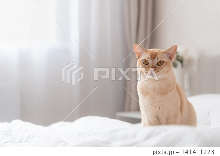 European Burmese cat sitting on bed in bright cozy bedroom 141411223