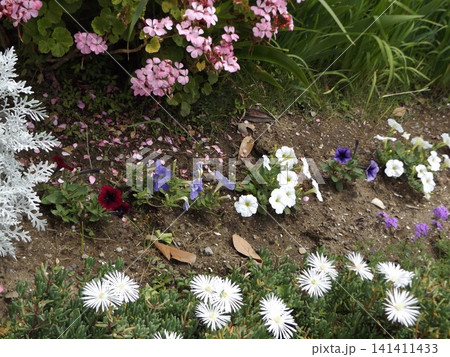 ペチニアの花、マツバギクの花、ゼラニュームの花 ペチニアの花、マツバギクの花、ゼラニュームの花 141411433