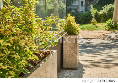 Green bushes in concrete planters. Growing shrubs on cafe terrace. Modern outdoor street decoration. Green bushes in concrete planters. Growing shrubs on cafe terrace. Modern outdoor street decoration. 141411605