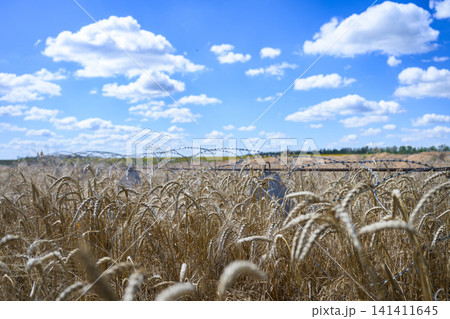 Wheat field with dragon teeth and barbed wire in Ukraine Wheat field with dragon teeth and barbed wire in Ukraine 141411645