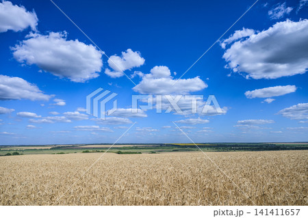 Golden wheat field under dramatic blue summer sky in Ukraine 141411657