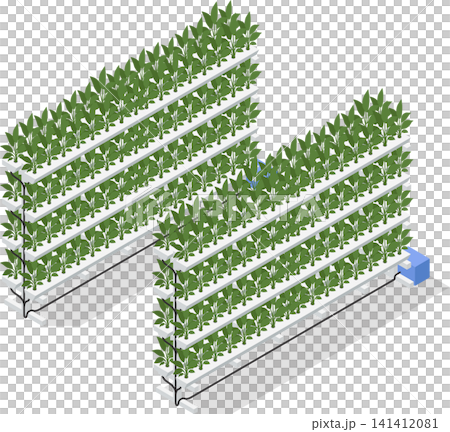 Spinach plants in hydroponic rack setup Spinach plants in hydroponic rack setup 141412081