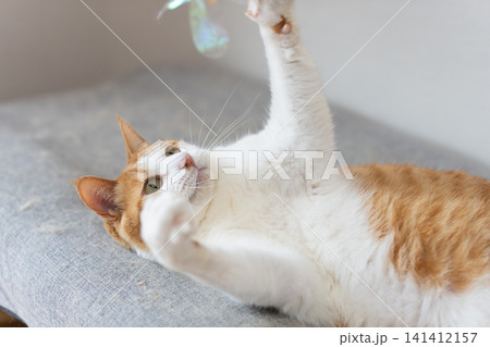 おもちゃで遊ぶ猫　茶トラ白 141412157