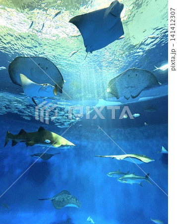 水族館の水槽を泳ぐマンタ 水族館の水槽を泳ぐマンタ 141412307