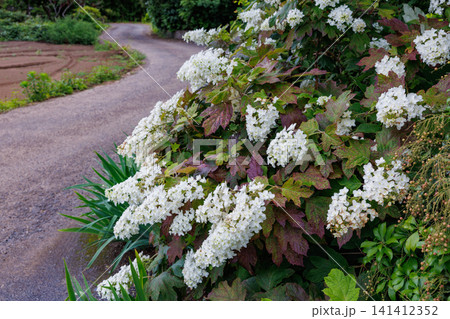 里山の道端で美しく咲くカシワバアジサイの花 里山の道端で美しく咲くカシワバアジサイの花 141412352