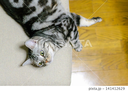 ソファの上で仰向けに寝転びカメラを見つめるアメリカンショートヘアの猫 141412629