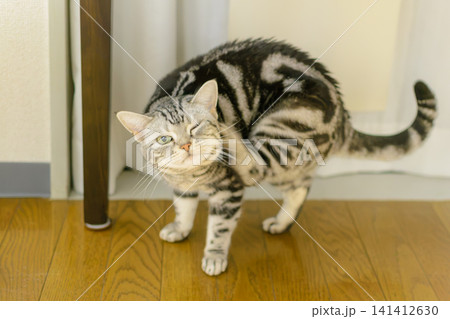 ウインクしながら後ろ足を上げて耳の後ろを掻くアメリカンショートヘアの猫 ウインクしながら後ろ足を上げて耳の後ろを掻くアメリカンショートヘアの猫 141412630