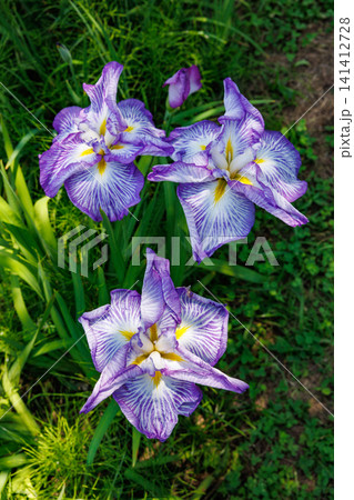 初夏の水辺ガーデンで美しく咲く紫色の菖蒲の花 141412728
