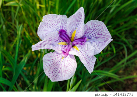 初夏の水辺ガーデンで美しく咲く紫色の模様の入った菖蒲の花のクローズアップ 141412773