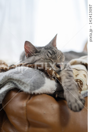 窓辺で眠る猫 サバトラ猫 窓辺で眠る猫 サバトラ猫 141413097