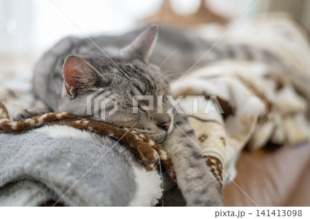 窓辺で眠る猫 サバトラ猫 窓辺で眠る猫 サバトラ猫 141413098
