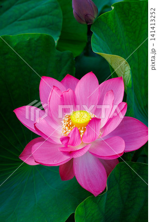 夏の早朝の池に美しく咲くピンク色のハスの花のクローズアップ 夏の早朝の池に美しく咲くピンク色のハスの花のクローズアップ 141413252