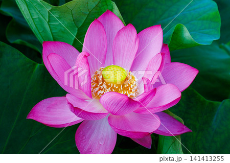 夏の早朝の池に美しく咲くピンク色のハスの花のクローズアップ 夏の早朝の池に美しく咲くピンク色のハスの花のクローズアップ 141413255
