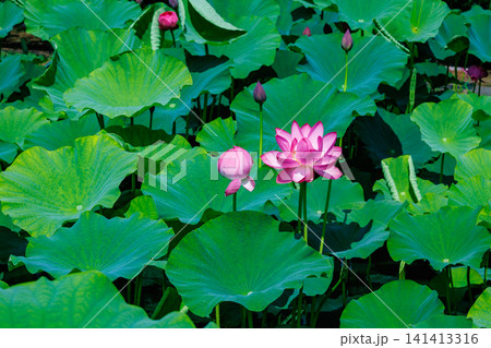 早朝の池に咲く美しいハスの花と葉の光景 早朝の池に咲く美しいハスの花と葉の光景 141413316