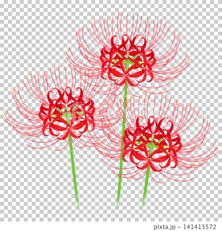 Illustration of red amaryllis Illustration of red amaryllis 141413572