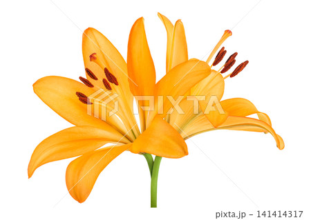 orange lily flower isolated on white background orange lily flower isolated on white background 141414317