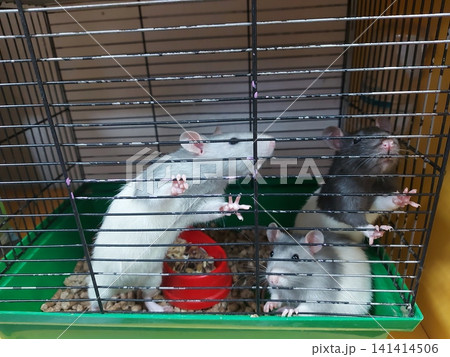 Three curious domestic pet rats standing inside a wire cage near a food bowl. Cute intelligent rodents with different coat colors looking through the bars. Small mammal pets in a home enclosure. Three curious domestic pet rats standing inside a wire cage near a food bowl. Cute intelligent rodents with different coat colors looking through the bars. Small mammal pets in a home enclosure. 141414506