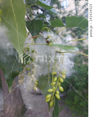 Poplar. Poplar fluff. Bunches of poplar seeds and fluff fit tightly to each other on the branches of the tree.  141414523