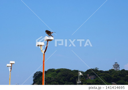 江の島のとんび(神奈川県藤沢市江の島1丁目) 江の島のとんび(神奈川県藤沢市江の島1丁目) 141414695