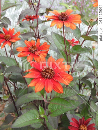 キク科ヒマワリモドキ(ヘリオプシス)属の草花「ヘリオプシス・ブリーディングハーツ」 キク科ヒマワリモドキ(ヘリオプシス)属の草花「ヘリオプシス・ブリーディングハーツ」 141415064