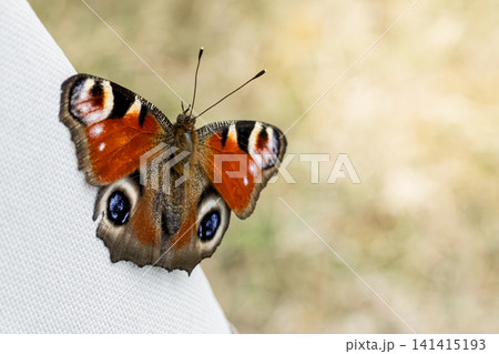 Peacock butterfly displaying vivid wings with striking eye spots, showing a natural defence mechanism against potential predators. 141415193