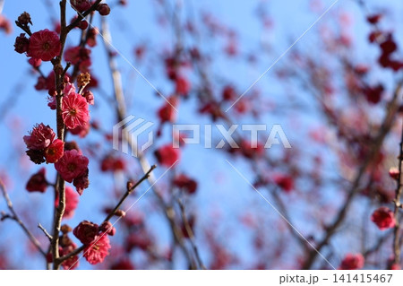 春を告げる梅の花 春を告げる梅の花 141415467