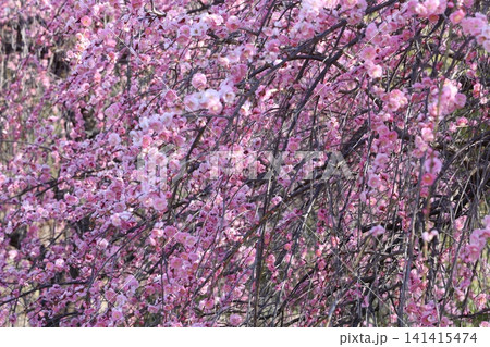 春を告げる梅の花 141415474