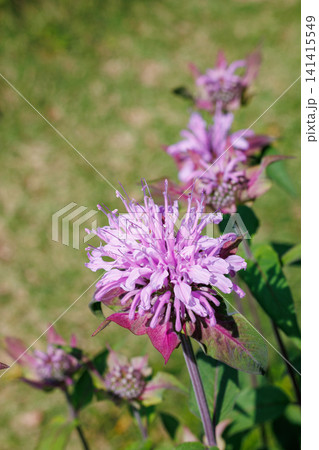 ガーデンで良い香りがするピンク色のモナルダの花のクローズアップ 141415549